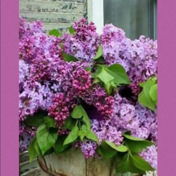 Stop and smell the Lilacs 💜💜 - Picture 3 of 8